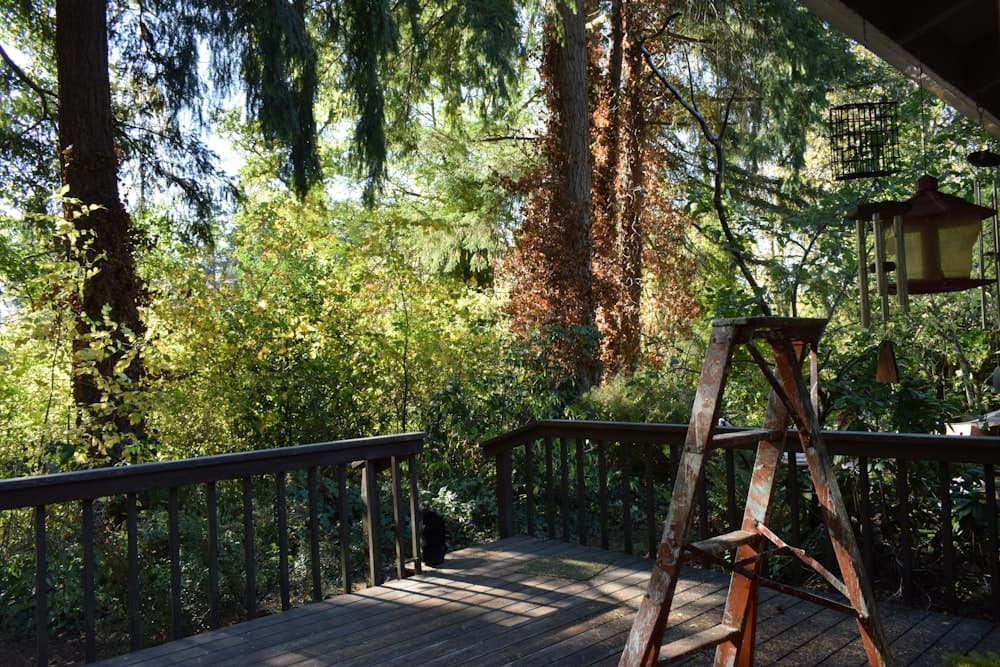 Wooden deck surrounded by trees