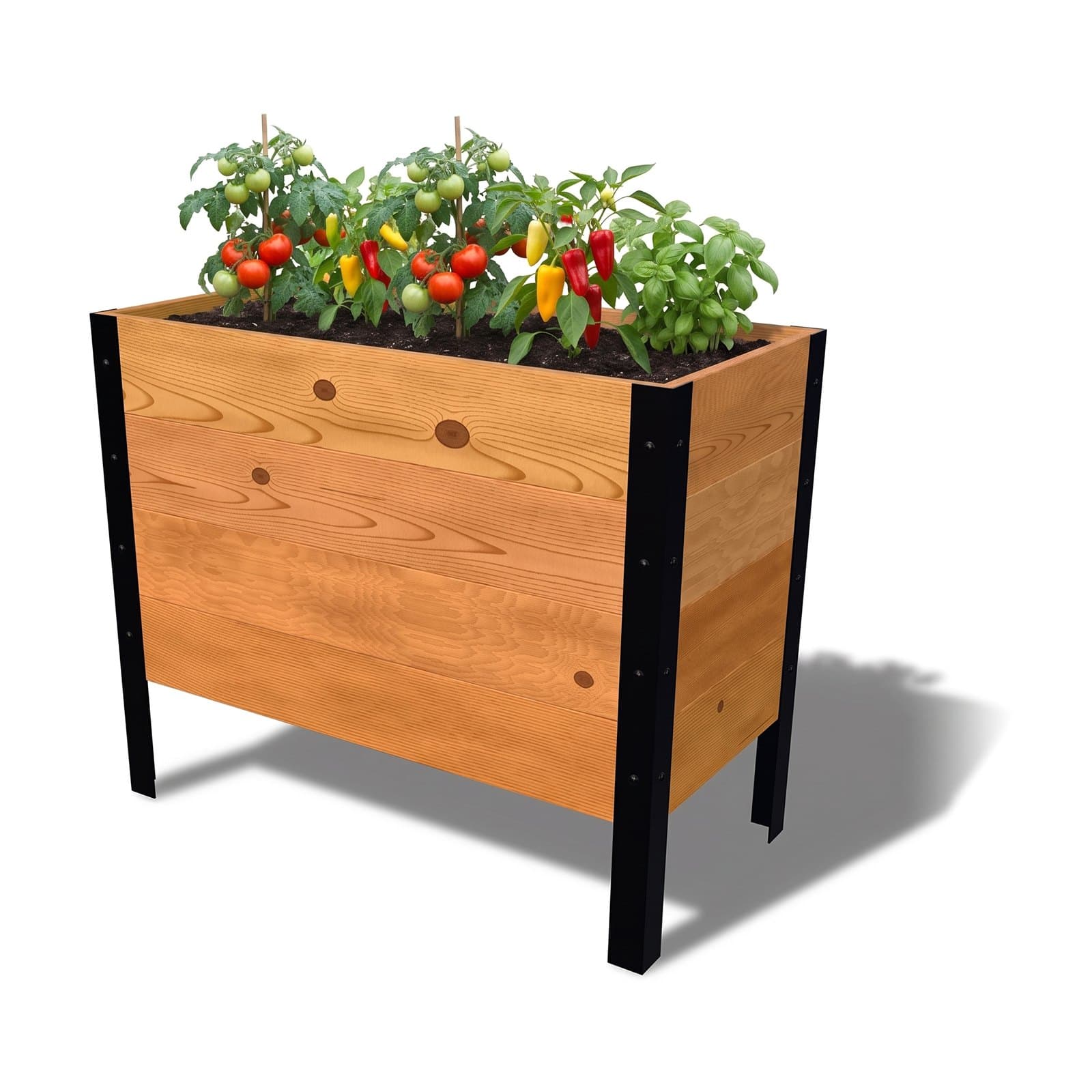 Illustration of the 18 by 36 inch cedar raised garden bed, Deep, Knotty grade, planted with tomatoes, peppers and basil
