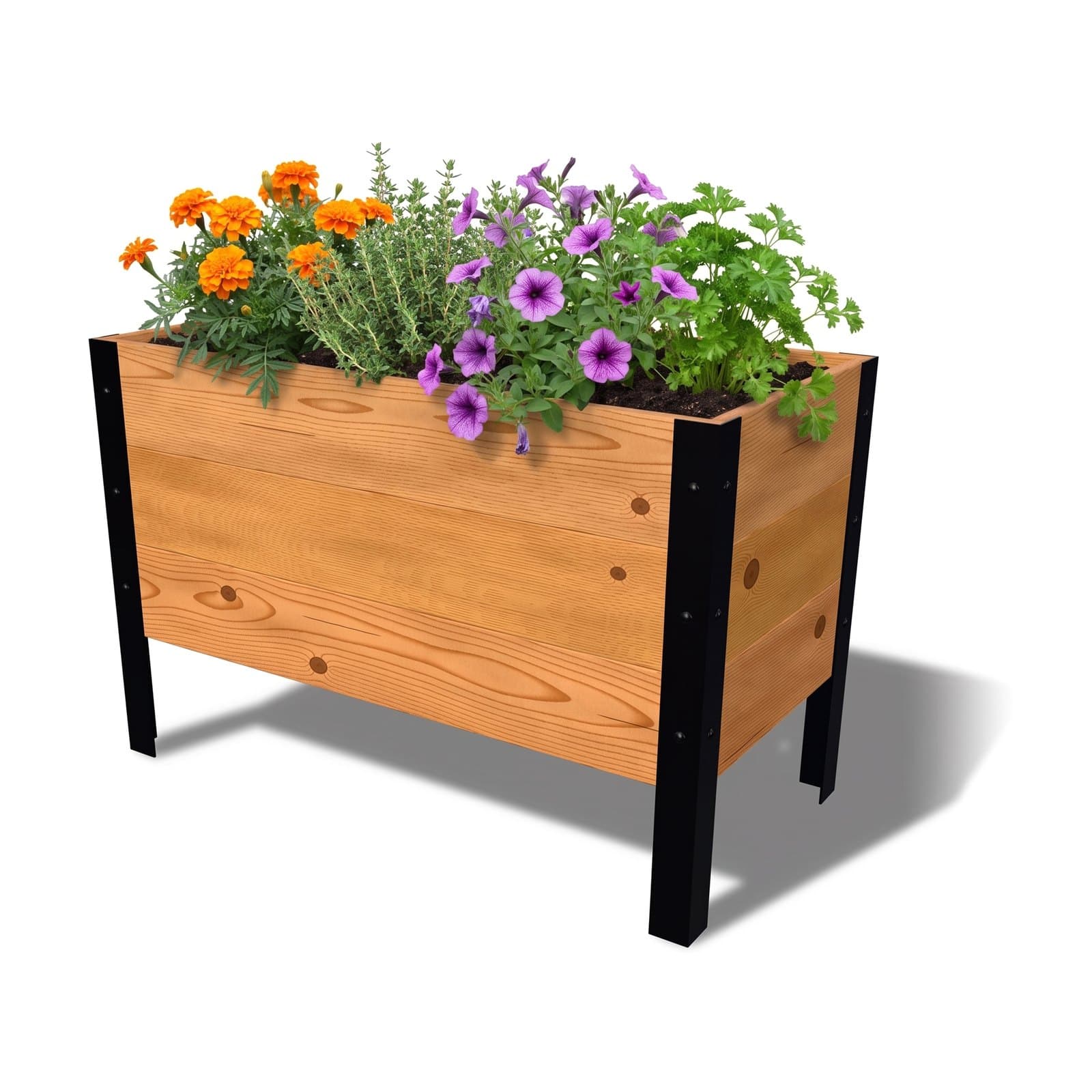 Illustration of the 18 by 36 inch cedar planter box, Knotty grade, planted with marigolds, petunias, thyme and parsley
